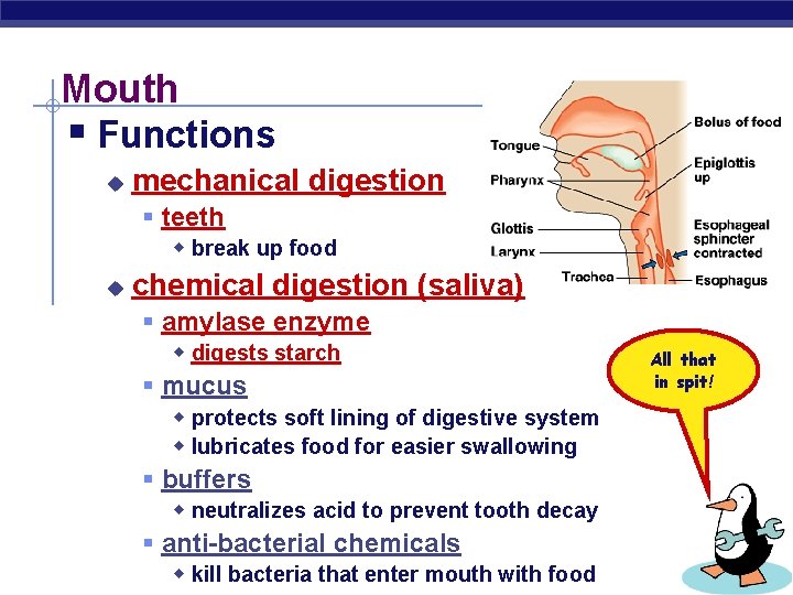 Mouth § Functions u mechanical digestion § teeth w break up food u chemical