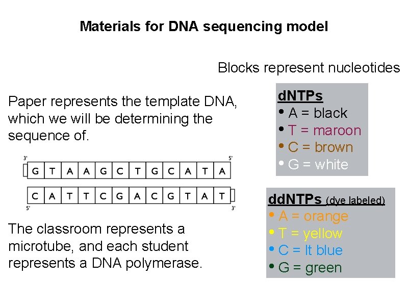 Materials for DNA sequencing model Blocks represent nucleotides Paper represents the template DNA, which