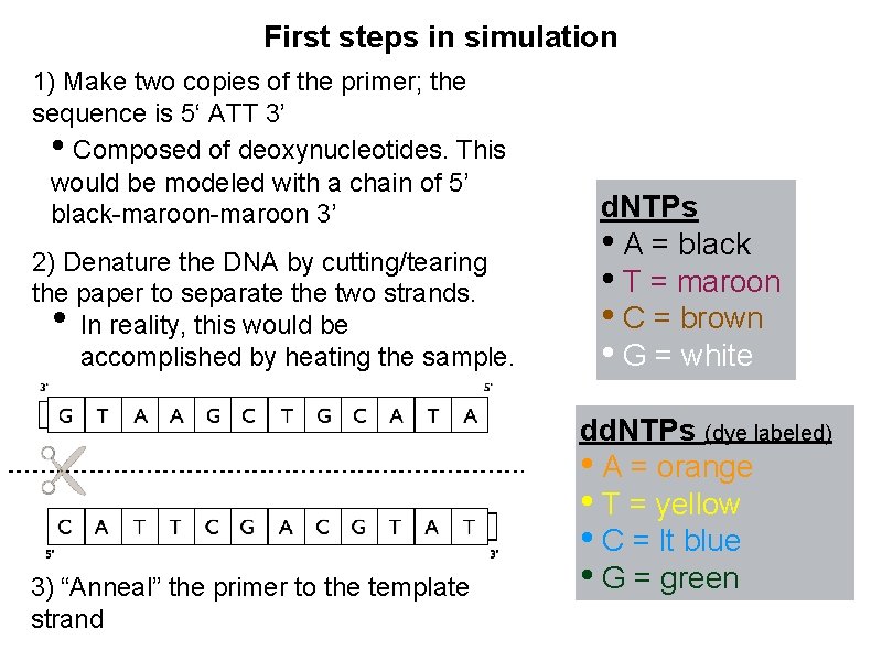 First steps in simulation 1) Make two copies of the primer; the sequence is