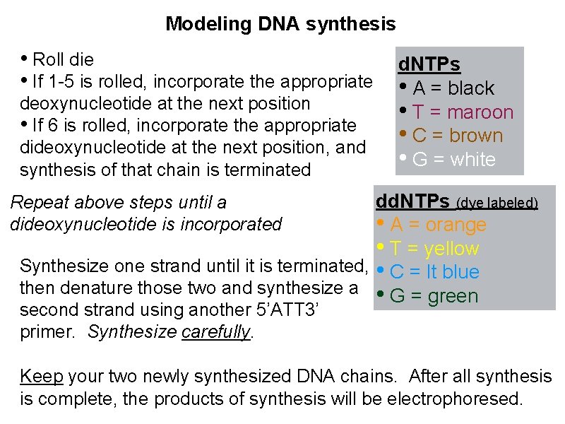 Modeling DNA synthesis • Roll die • If 1 -5 is rolled, incorporate the