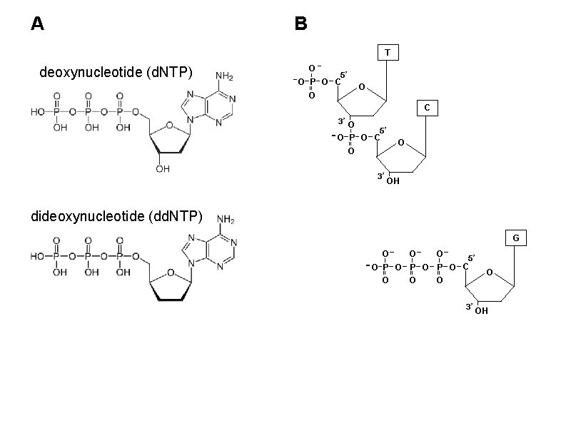 A B deoxynucleotide (d. NTP) - dideoxynucleotide (dd. NTP) - 