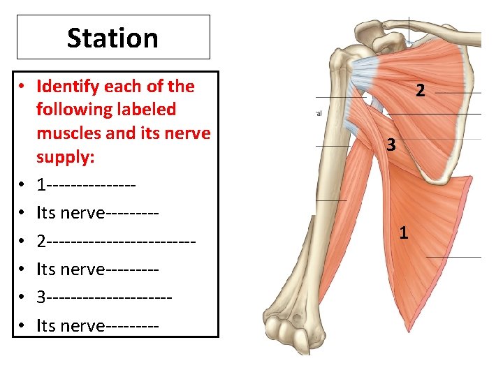 Station • Identify each of the following labeled muscles and its nerve supply: •