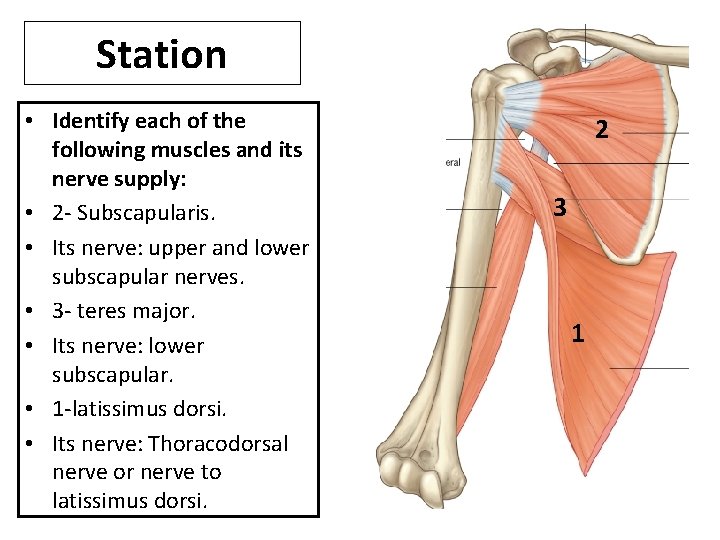 Station • Identify each of the following muscles and its nerve supply: • 2