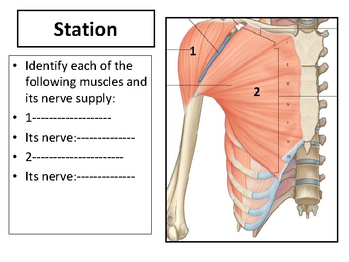 Station • Identify each of the following muscles and its nerve supply: • 1