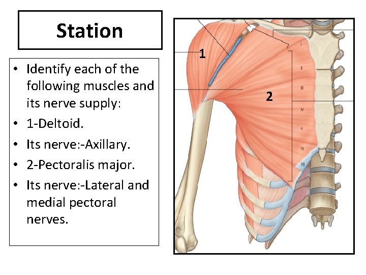 Station • Identify each of the following muscles and its nerve supply: • 1