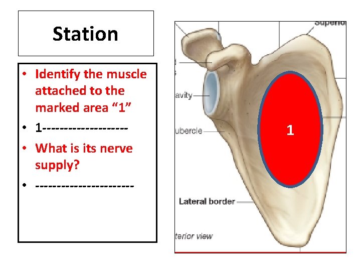 Station • Identify the muscle attached to the marked area “ 1” • 1