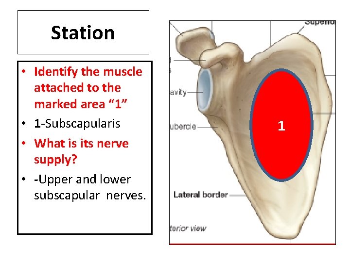 Station • Identify the muscle attached to the marked area “ 1” • 1