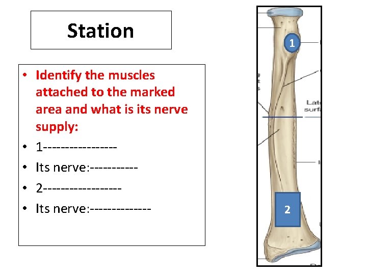 Station • Identify the muscles attached to the marked area and what is its