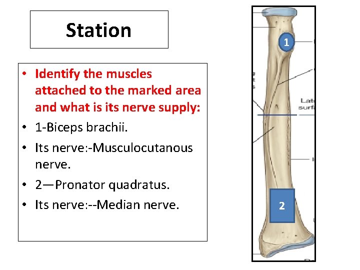 Station • Identify the muscles attached to the marked area and what is its