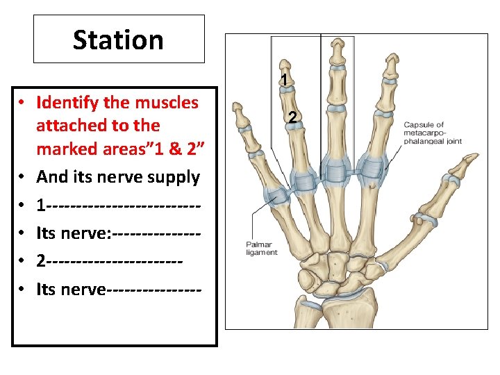 Station 1 • Identify the muscles attached to the marked areas” 1 & 2”