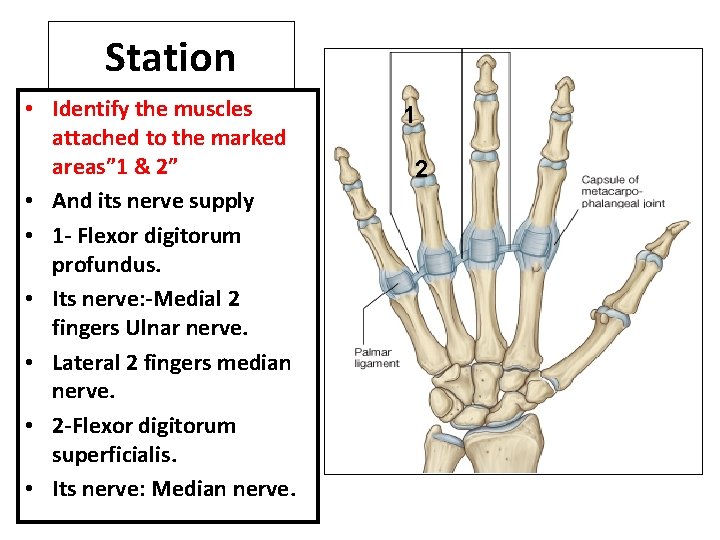 Station • Identify the muscles attached to the marked areas” 1 & 2” •