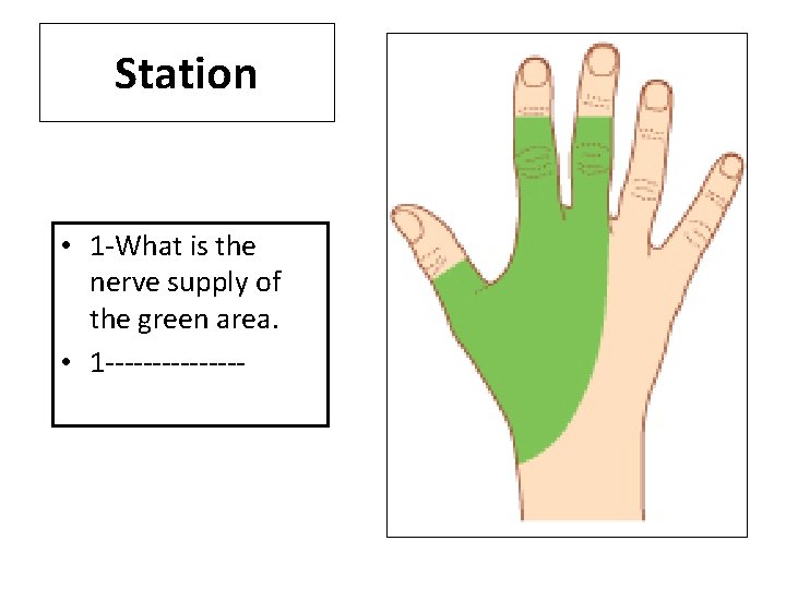 Station • 1 -What is the nerve supply of the green area. • 1