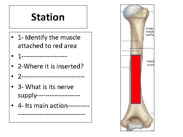 Station • 1 - Identify the muscle attached to red area • 1 ----------