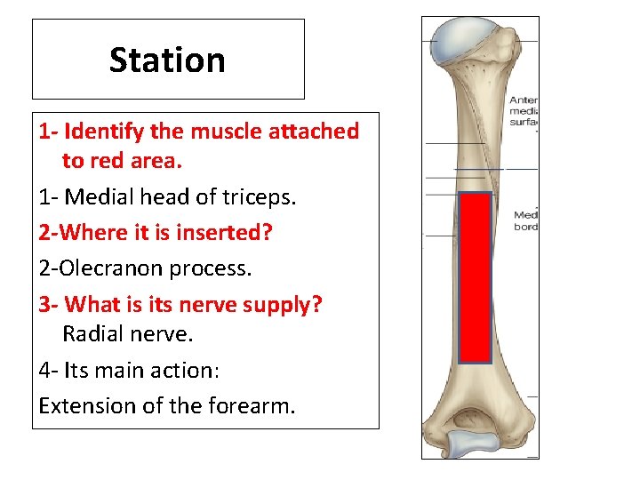 Station 1 - Identify the muscle attached to red area. 1 - Medial head