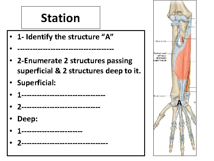 Station • 1 - Identify the structure “A” • ------------------- • 2 -Enumerate 2