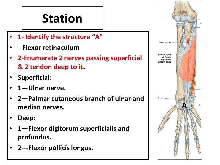 Station • 1 - Identify the structure “A” • --Flexor retinaculum • 2 -Enumerate