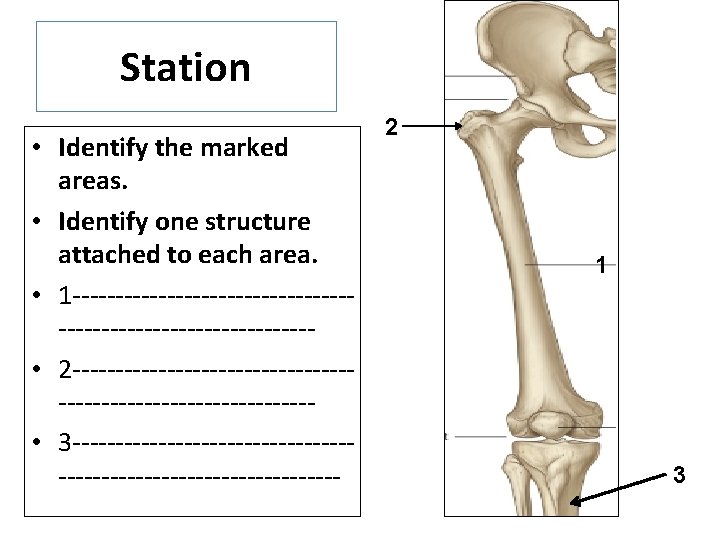 Station • Identify the marked areas. • Identify one structure attached to each area.