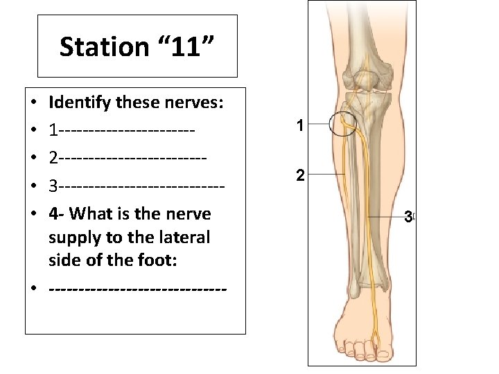 Station “ 11” Identify these nerves: 1 -----------2 ------------3 --------------4 - What is the