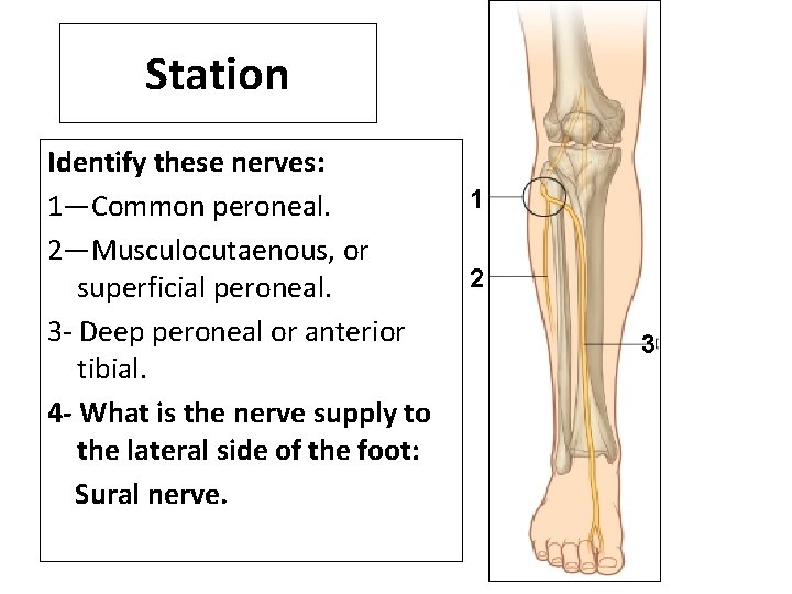 Station Identify these nerves: 1—Common peroneal. 2—Musculocutaenous, or superficial peroneal. 3 - Deep peroneal