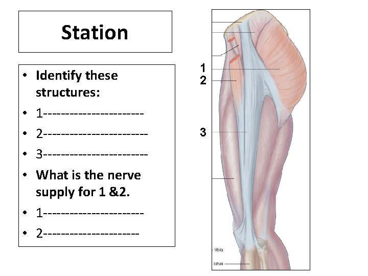 Station • Identify these structures: • 1 ----------- • 2 ------------ • 3 ------------