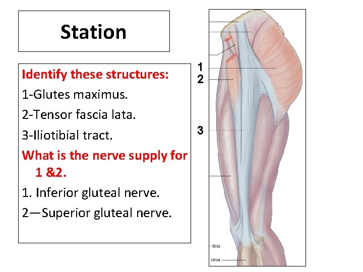 Station 1 Identify these structures: 2 1 -Glutes maximus. 2 -Tensor fascia lata. 3