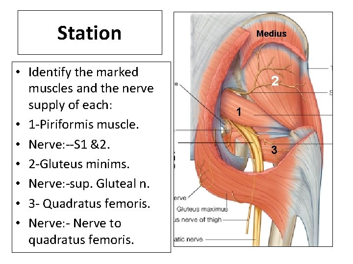 Station • Identify the marked muscles and the nerve supply of each: • 1