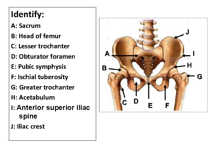 Identify: A: Sacrum B: Head of femur C: Lesser trochanter D: Obturator foramen E: