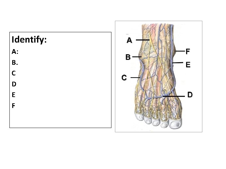 Identify: A: B. C D E F 