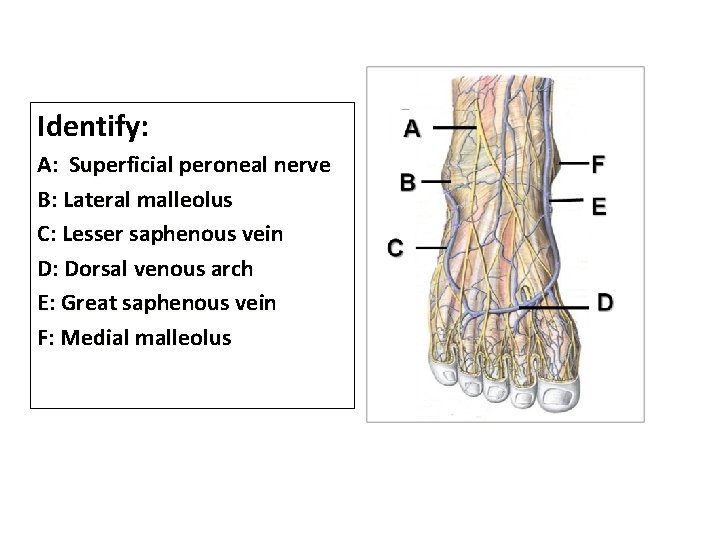 Identify: A: Superficial peroneal nerve B: Lateral malleolus C: Lesser saphenous vein D: Dorsal