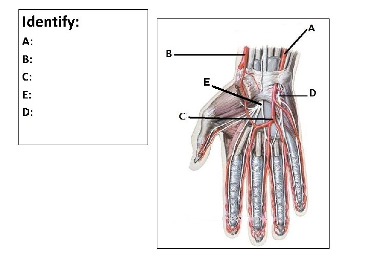 Identify: A: B: C: E: D: E 