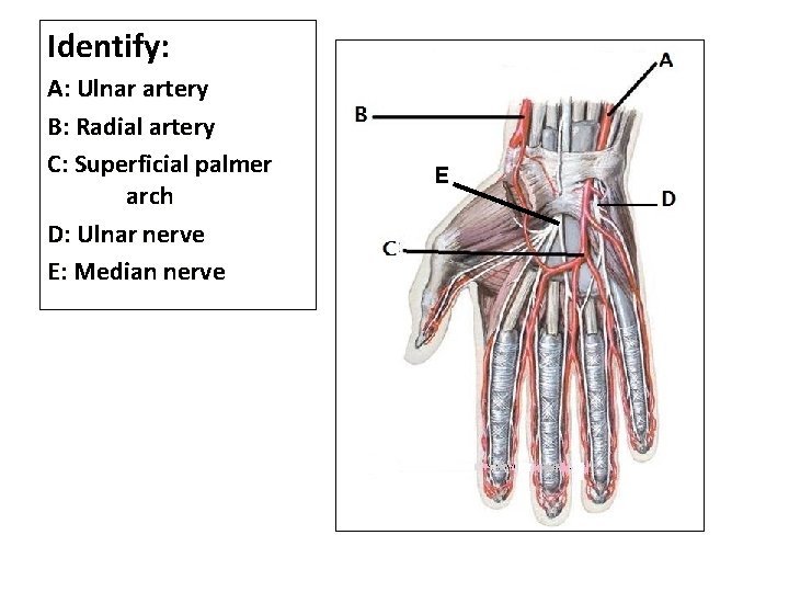Identify: A: Ulnar artery B: Radial artery C: Superficial palmer arch D: Ulnar nerve