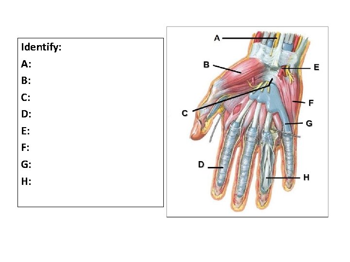 Identify: A: B: C: D: E: F: G: H: 