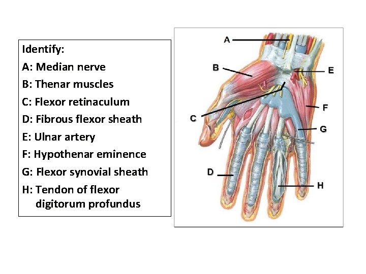 Identify: A: Median nerve B: Thenar muscles C: Flexor retinaculum D: Fibrous flexor sheath