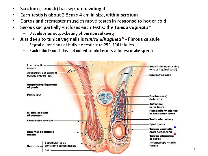 • • Scrotum (=pouch) has septum dividing it Each testis is about 2.