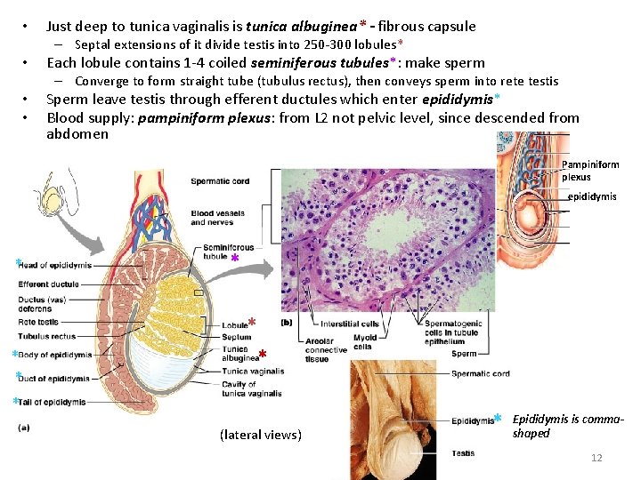  • Just deep to tunica vaginalis is tunica albuginea* - fibrous capsule –