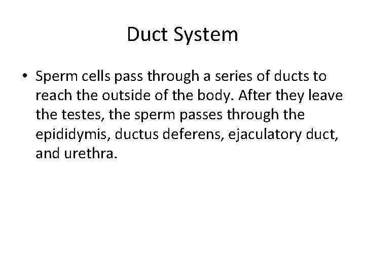 Duct System • Sperm cells pass through a series of ducts to reach the