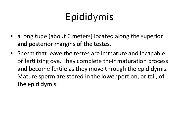 Epididymis • a long tube (about 6 meters) located along the superior and posterior