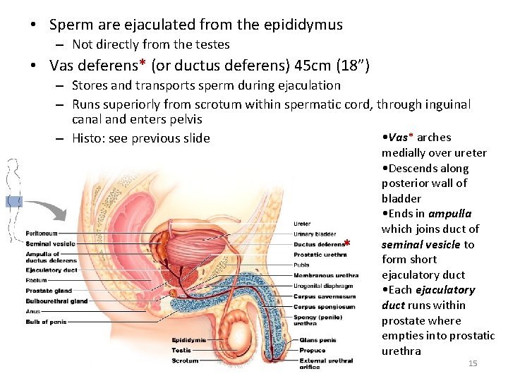  • Sperm are ejaculated from the epididymus – Not directly from the testes