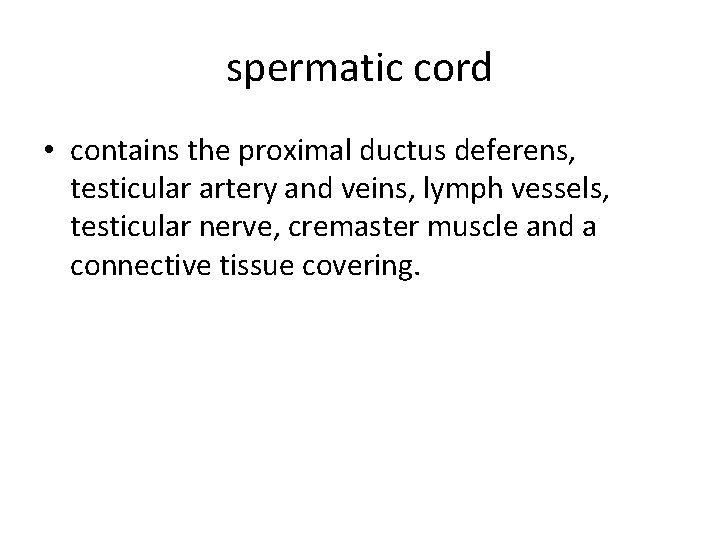 spermatic cord • contains the proximal ductus deferens, testicular artery and veins, lymph vessels,