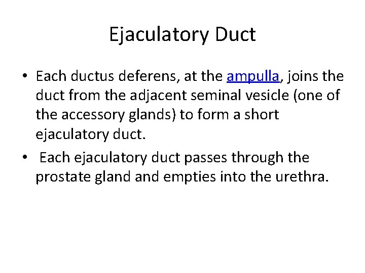 Ejaculatory Duct • Each ductus deferens, at the ampulla, joins the duct from the