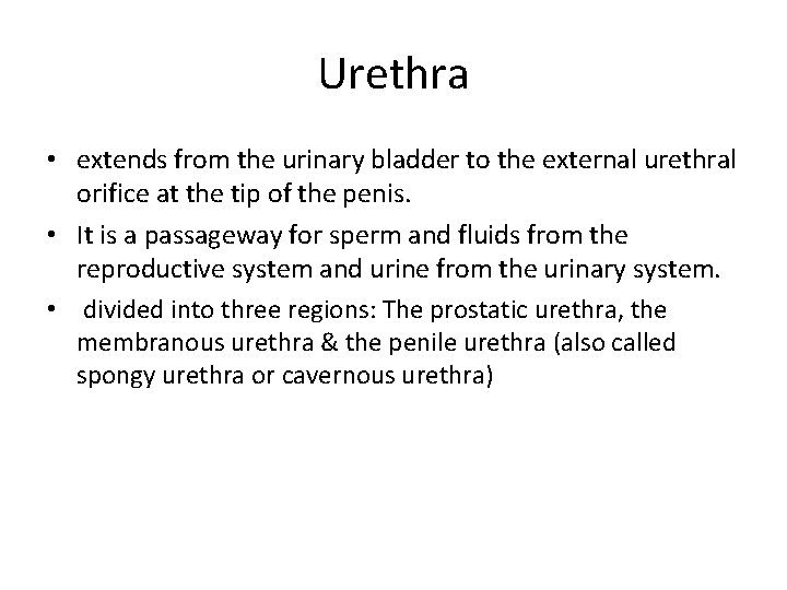 Urethra • extends from the urinary bladder to the external urethral orifice at the