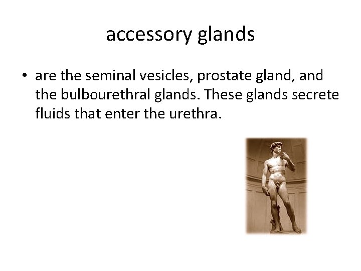 accessory glands • are the seminal vesicles, prostate gland, and the bulbourethral glands. These