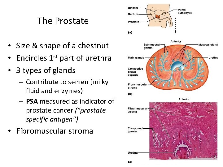The Prostate • Size & shape of a chestnut • Encircles 1 st part