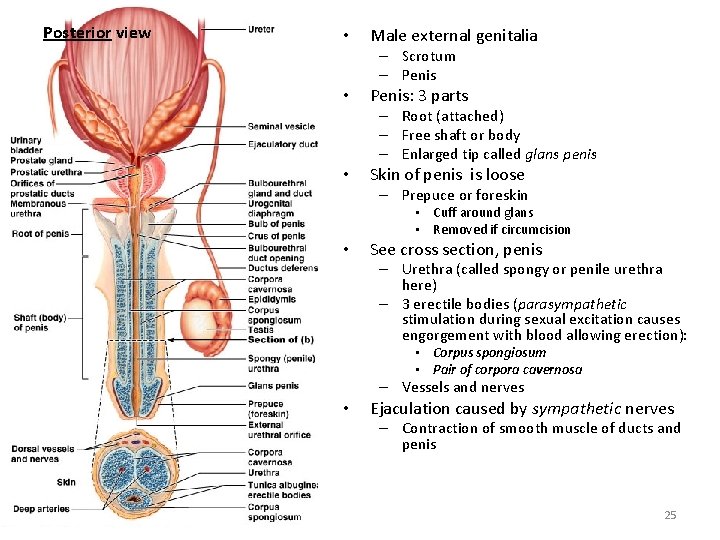 Posterior view • Male external genitalia – Scrotum – Penis • Penis: 3 parts