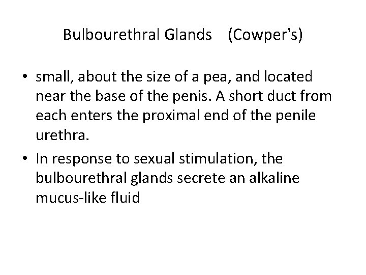 Bulbourethral Glands (Cowper's) • small, about the size of a pea, and located near
