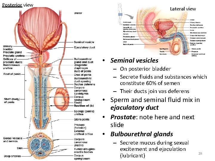 Posterior view Lateral view • Seminal vesicles – On posterior bladder – Secrete fluids