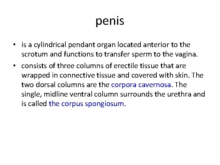 penis • is a cylindrical pendant organ located anterior to the scrotum and functions