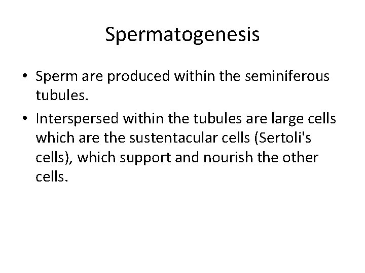 Spermatogenesis • Sperm are produced within the seminiferous tubules. • Interspersed within the tubules
