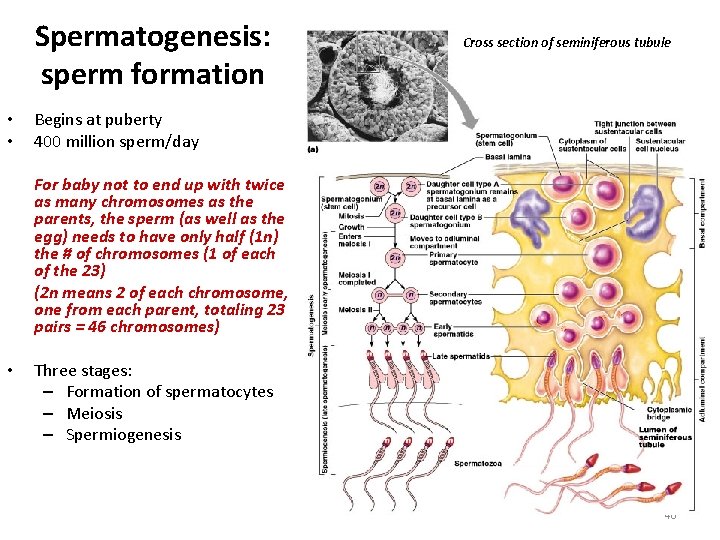 Spermatogenesis: sperm formation • • Cross section of seminiferous tubule Begins at puberty 400