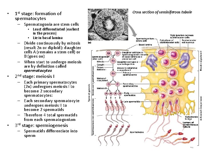  • 1 st stage: formation of spermatocytes Cross section of seminiferous tubule –